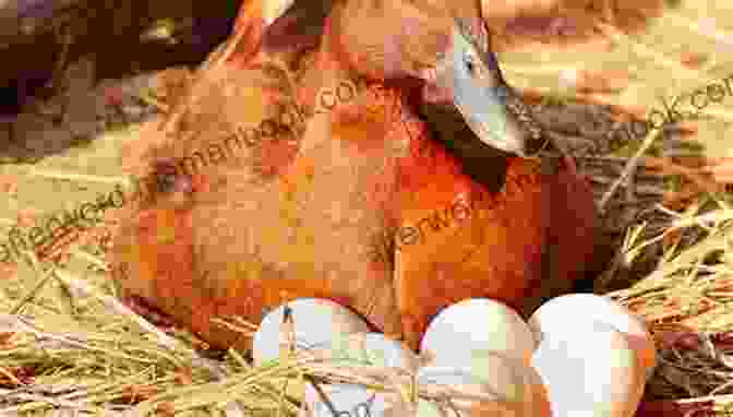 A Chicken Sitting On A Duck Egg A Chicken Can T Lay A Duck Egg: How Covid 19 Can Solve The Climate Crisis (Resetting Our Future 1)