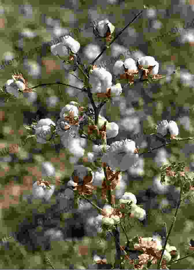 A Photo Of A Cotton Plant. Woven Textiles: Principles Technologies And Applications (Woodhead Publishing In Textiles 125)