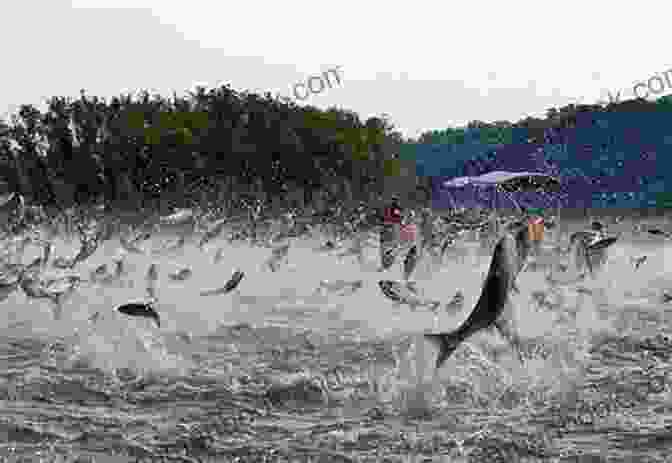 Asian Carp Leaping Out Of The Water In Minnesota's Rivers Field Guide To Invasive Species Of Minnesota: Poems