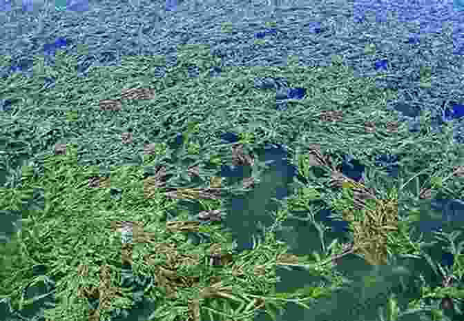 Curly Leaf Pondweed Forming Dense Mats In Minnesota's Lakes Field Guide To Invasive Species Of Minnesota: Poems