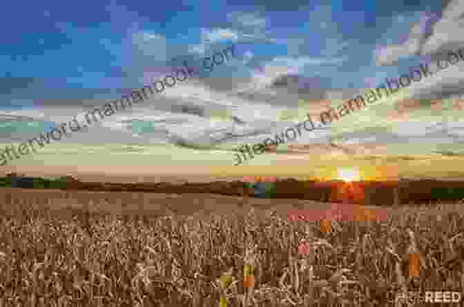 Golden Sunset Over A Nebraska Cornfield, Silhouetting Farmer And Tractor Nebraska: Poems Sundari Venkatraman