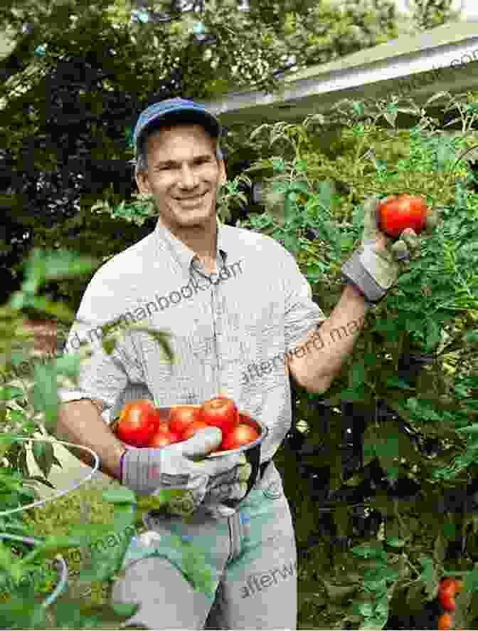 Image Of A Gardener Harvesting Ripe Tomatoes From A Vine In The Garden Vegetable Gardening For Beginners Jason Wallace