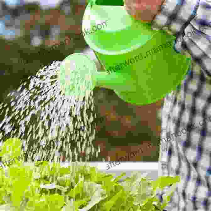 Image Of A Gardener Watering Vegetables In The Garden Using A Hose And Sprinkler Vegetable Gardening For Beginners Jason Wallace