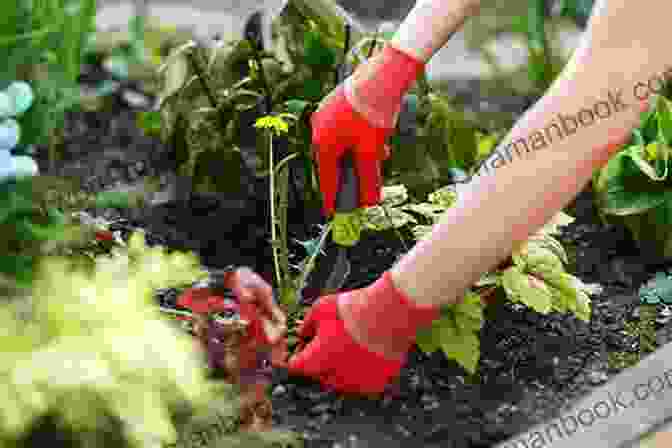 Image Of A Gardener Weeding A Garden Bed By Hand, Removing Unwanted Plants Vegetable Gardening For Beginners Jason Wallace