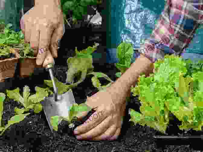 Image Of Seedlings Being Carefully Transplanted Into The Soil In A Raised Bed Vegetable Gardening For Beginners Jason Wallace