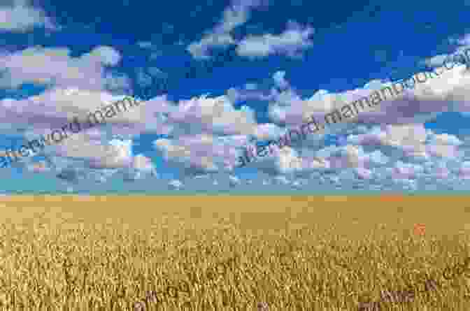 Nebraska Wheat Field Under A Vast Blue Sky, With A Golden Glow Nebraska: Poems Sundari Venkatraman